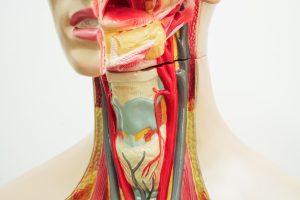 Neck and throat human model anatomy for medical training course, Orofacial Myofuntional Therapy